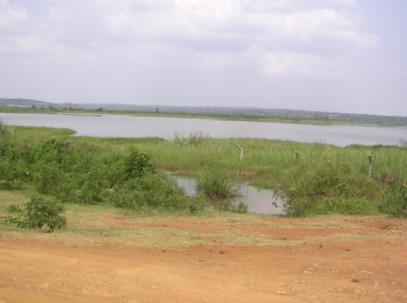 A Section of the Yala Swamp